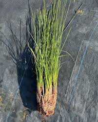 Attēlu rezultāti vaicājumam “Cribraria rubiginosa”