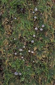 Attēlu rezultāti vaicājumam “Mycena pseudocorticola”