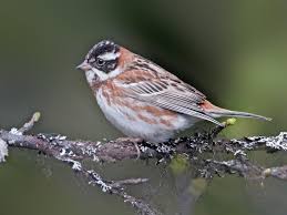 Image result for Emberiza rustica
