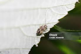 Attēlu rezultāti vaicājumam “Psococerastis gibbosa”