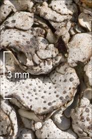 Attēlu rezultāti vaicājumam “Dermatocarpon miniatum”