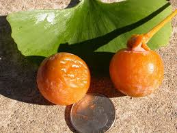 Attēlu rezultāti vaicājumam “Ginkgo biloba fruit”