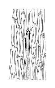 Attēlu rezultāti vaicājumam “Brachytheciastrum velutinum sporophyte”