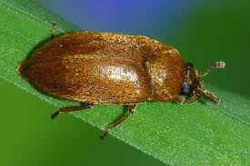 Attēlu rezultāti vaicājumam “Byturus tomentosus”