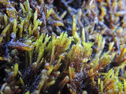 Attēlu rezultāti vaicājumam “Drepanocladus trifarius”