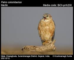 Image result for Falco columbarius