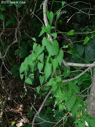 Attēlu rezultāti vaicājumam “Fallopia convolvulus”