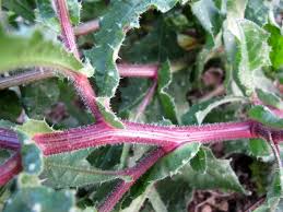 Attēlu rezultāti vaicājumam “Oxyrrhynchium hians var. rigidum”