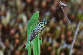 Attēlu rezultāti vaicājumam “Rhogogaster picta”