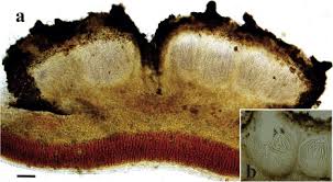 Attēlu rezultāti vaicājumam “Pucciniales”