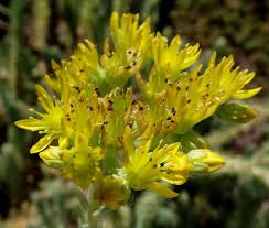 Attēlu rezultāti vaicājumam “Sedum aizoon”