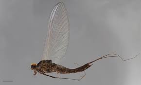 Attēlu rezultāti vaicājumam “Ephemeroptera imago”