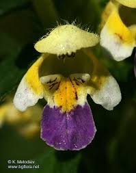 Attēlu rezultāti vaicājumam “Galeopsis speciosa flower”