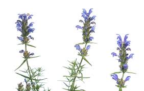 Attēlu rezultāti vaicājumam “Dracocephalum ruyschiana flower”