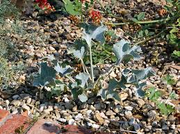 Attēlu rezultāti vaicājumam “Eryngium maritimum leaf”