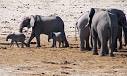 Looking for earth-shaking clues to elephant communication