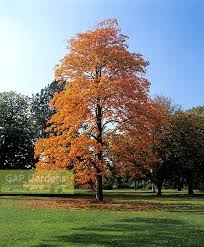 Attēlu rezultāti vaicājumam “Aesculus flava”