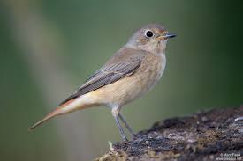 Attēlu rezultāti vaicājumam “Phoenicurus phoenicurus”