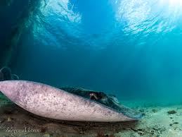 Image result for Bathytoshia brevicaudata