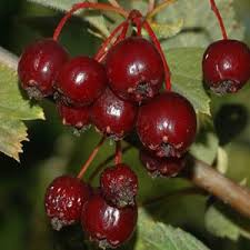Attēlu rezultāti vaicājumam “Crataegus x macrocarpa fruit”