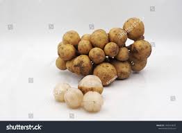 Image result for Lansongammon