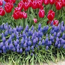 Attēlu rezultāti vaicājumam “Muscari armeniacum flower”