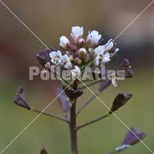 Attēlu rezultāti vaicājumam “Capsella bursa-pastoris bud”
