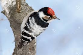 Attēlu rezultāti vaicājumam “Dendrocopos minor”