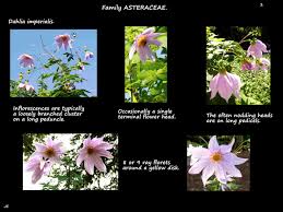 Attēlu rezultāti vaicājumam “Arcyria imperialis stalked”