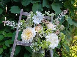 Image result for Malva moschata alba