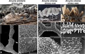 Attēlu rezultāti vaicājumam “Arcyria affinis”