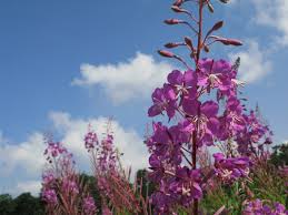 Image result for Epilobium angustifolium