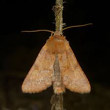 Attēlu rezultāti vaicājumam “Agrochola helvola imago”