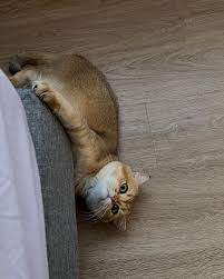 Image result for invisible cat