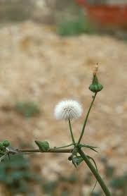 Attēlu rezultāti vaicājumam “Sonchus oleraceus bud”