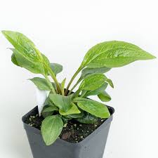 Attēlu rezultāti vaicājumam “Echinacea purpurea leaf”