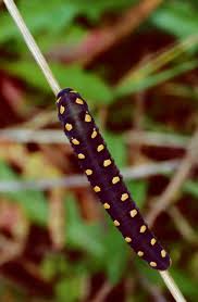 Attēlu rezultāti vaicājumam “Tenthredo scrophulariae larva”