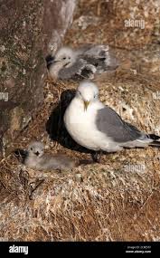 Attēlu rezultāti vaicājumam “Rissa tridactyla nest”