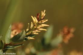 Attēlu rezultāti vaicājumam “Salix myrtilloides”