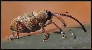 Attēlu rezultāti vaicājumam “Curculio nucum”