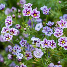 Image result for Nierembergia