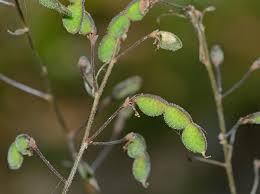 Attēlu rezultāti vaicājumam “Comatricha meandrispora stalked”