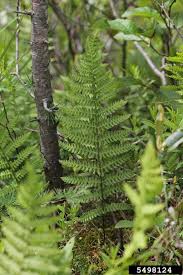 Attēlu rezultāti vaicājumam “Thelypteris palustris”