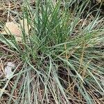 Attēlu rezultāti vaicājumam “Koeleria glauca leaf”