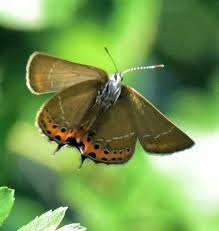 Attēlu rezultāti vaicājumam “Satyrium pruni”