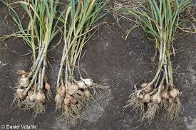 Attēlu rezultāti vaicājumam “Allium sativum”