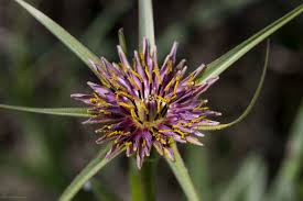 Attēlu rezultāti vaicājumam “Tragopogon heterospermus”