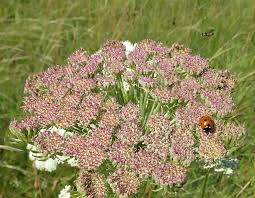 Attēlu rezultāti vaicājumam “Libanotis montana”