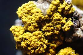 Attēlu rezultāti vaicājumam “Candelariella sp.”