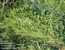 Attēlu rezultāti vaicājumam “Sparganium minimum”